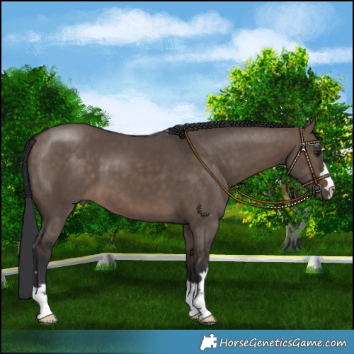 Horse Color:Brown Dun 