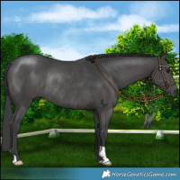 Horse Color:Black Rabicano