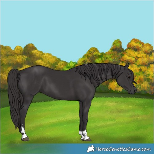 Horse Color:Smoky Black 