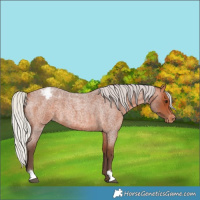 Horse Color:Silver Bay Roan Appaloosa
