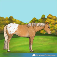 Horse Color:Palomino Appaloosa