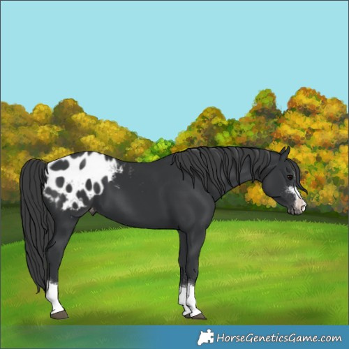 Horse Color:Black Appaloosa 