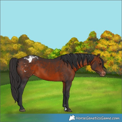 Horse Color:Brown Appaloosa