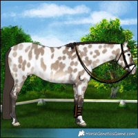 Horse Color:Brown Dun Near Leopard 