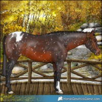 Horse Color:Brown Snowflake Varnish 