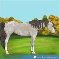 Horse Color:Classic Cream Champagne Ice 
