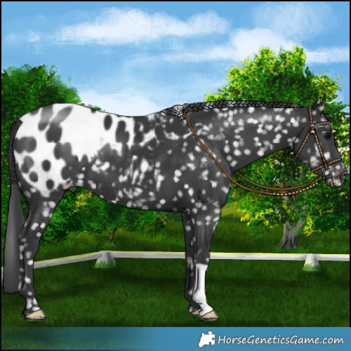 Horse Color:Black Blanket 