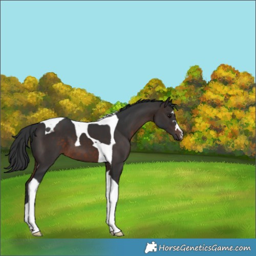 Horse Color:Brown Tobiano 