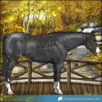 Horse Color:Black Snowflake Varnish 