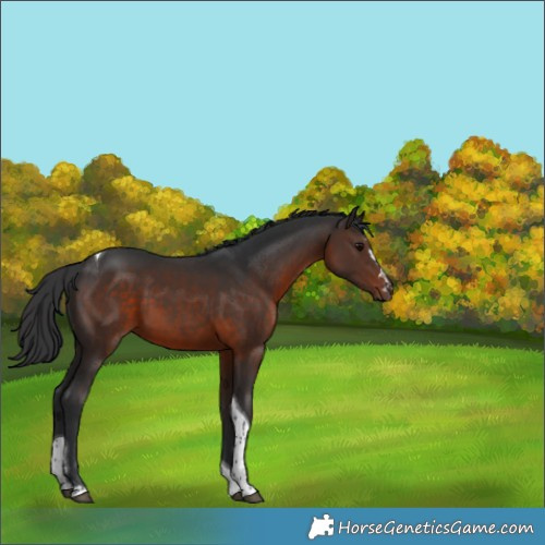 Horse Color:Brown Tobiano 