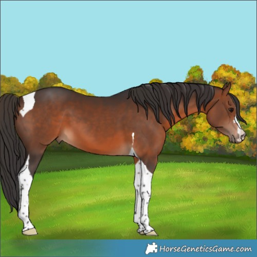 Horse Color:Brown Tobiano 
