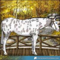 Horse Color:Brown Roan Splash Near Leopard 