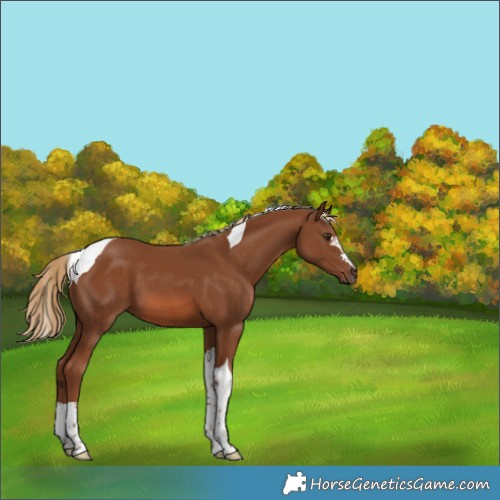 Horse Color:Chestnut Tobiano 
