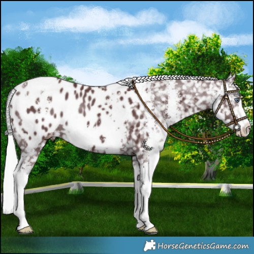 Horse Color:Chocolate Silver Black Chinchilla Sabino Blanket 