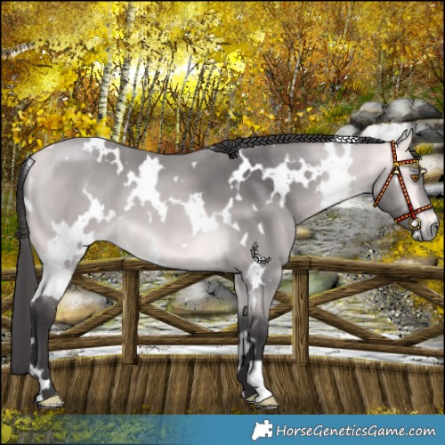 Horse Color:Platinum White Spotted Buckskin 
