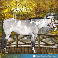 Horse Color:Platinum White Spotted Buckskin 