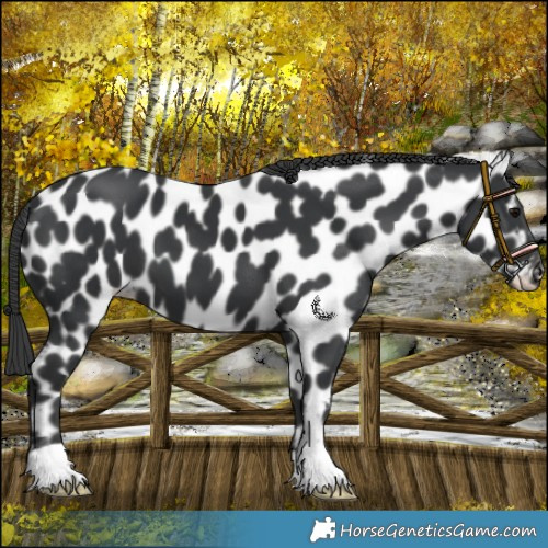 Horse Color:Black Appaloosa