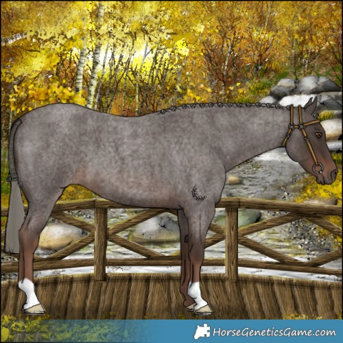 Horse Color:Liver Red Roan Mushroom 