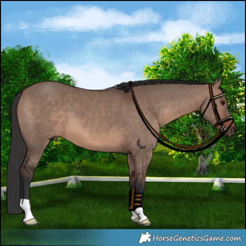 Horse Color:Brown Dun Mushroom 