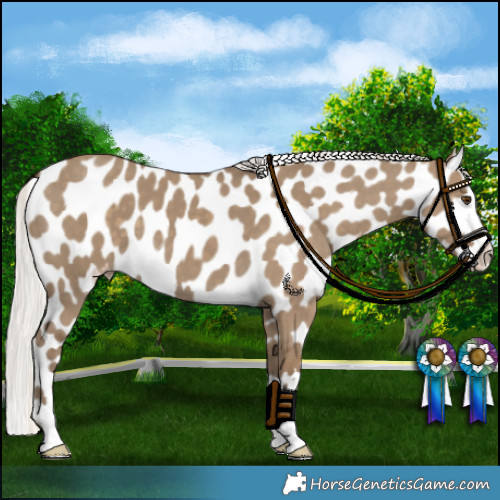 Horse Color:Silver Smoky Grullo Appaloosa 