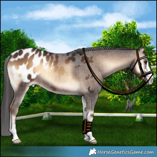 Horse Color:Liver Red Onyx Blanket 