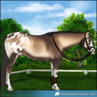 Horse Color:Liver Red Onyx Appaloosa 