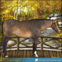 Horse Color:Buckskin 