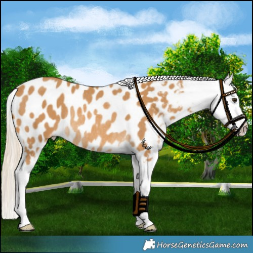 Horse Color:Palomino Sabino Near Leopard Rabicano 