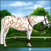 Horse Color:Palomino Sabino Near Leopard Rabicano