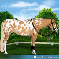Horse Color:Palomino Sabino Appaloosa Rabicano 