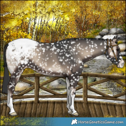 Horse Color:Blue Onyx Appaloosa 