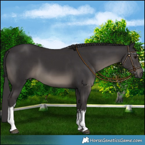Horse Color:White Spotted Smoky Black Mushroom 