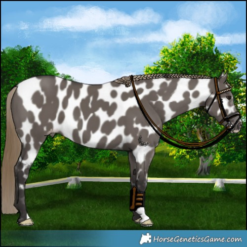 Horse Color:Smoky Grullo Near Leopard 