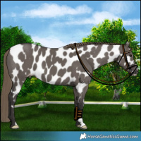 Horse Color:Smoky Grullo Near Leopard 
