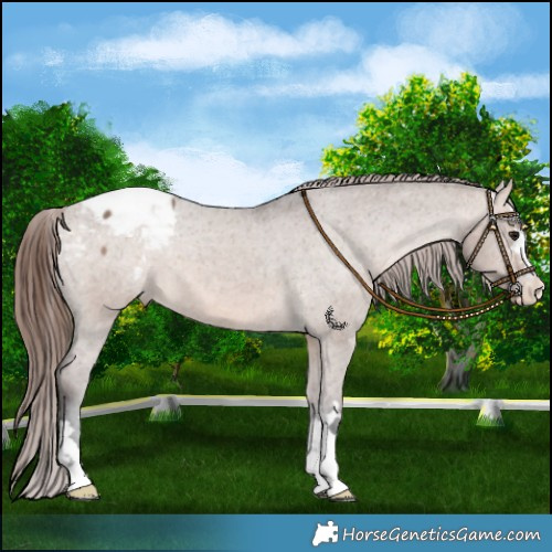 Horse Color:Bay Dun Mushroom Varnish 