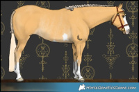 Horse Color:Palomino Rabicano 
