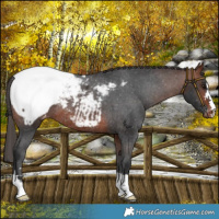 Horse Color:Bay Snowcap Rabicano 