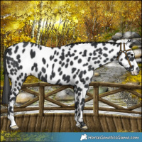 Horse Color:Black Near Leopard