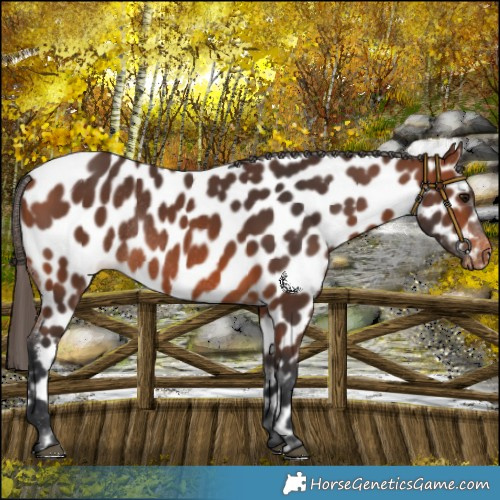 Horse Color:Bay Near Leopard Rabicano 