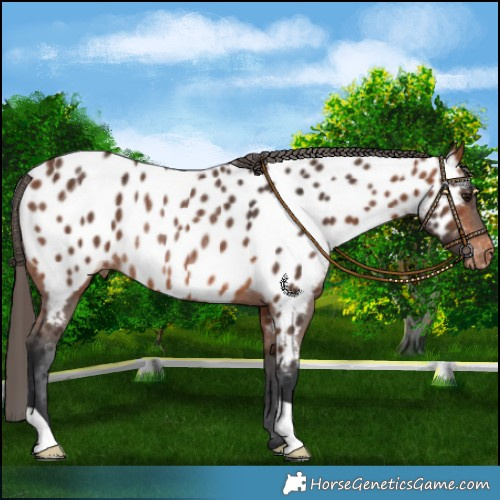 Horse Color:Bay Near Leopard Rabicano 