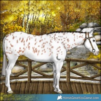 Horse Color:Bay Roan Splash Near Leopard