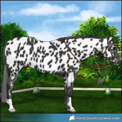 Horse Color:Black Near Leopard 