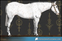 Horse Color:Bay Roan Leopard 