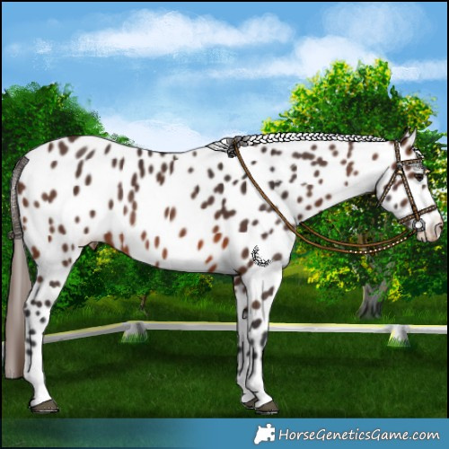 Horse Color:Brown Leopard Rabicano 