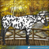 Horse Color:Black Near Leopard Rabicano