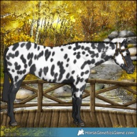 Horse Color:Black Near Leopard Rabicano 
