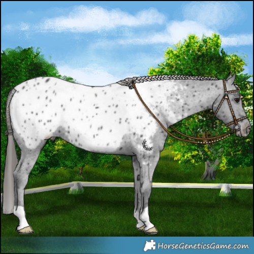 Horse Color:Black Near Leopard Rabicano 