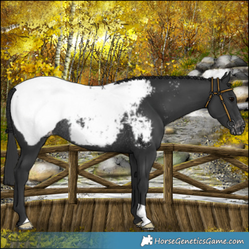 Horse Color:Black Snowcap Rabicano 