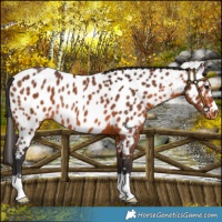 Horse Color:Bay Near Leopard Rabicano 