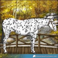 Horse Color:Black Near Leopard Rabicano 